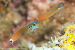 BD-111129-Raja-Ampat-5587-Ecsenius-stigmatura.--Fowler.-1952-[Tail-spot-combtooth-blenny].jpg